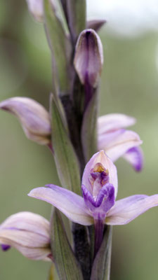 Limodorum abortivum, Violetter Dingel, Samos