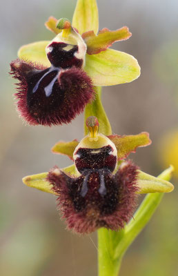 Ophrys incubacea, Schwarze Ragwurz, Italien