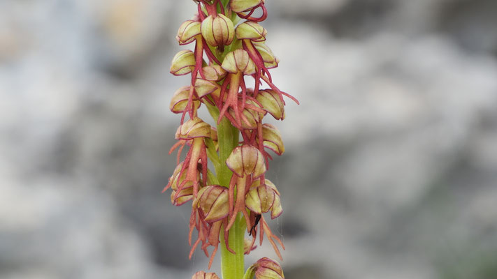 Ohnhorn, Orchis anthropophora (Italien)