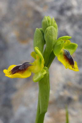 Ophrys lutea, Große Gelbe Ragwurz, Italien