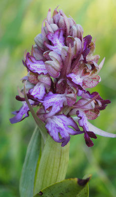 Himantoglossum robertianum, Riesen-Knabenkraut