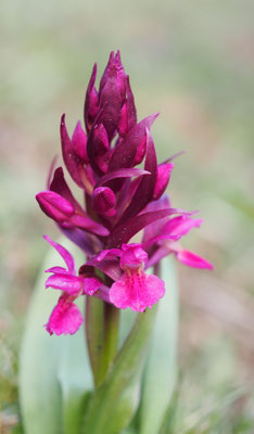 Dactylorhiza sambucina, Holunder-Fingerwurz, Oberösterreich