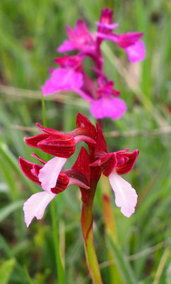 Anacamptis papilionacea ssp. papilionacea, Schmetterlings-Knabenkraut (im Hintergrund Hybrid), Italien