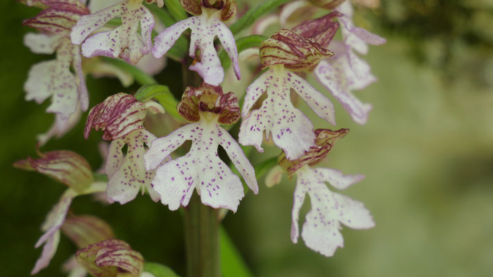 Purpur-Knabenkraut, Orchis purpurea (Frankreich)