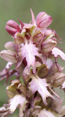 Himantoglossum robertianum, Riesen-Knabenkraut, Rhodos