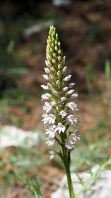Anacamptis pyramidalis ssp. serotina, Spätblühende Pyramiden Hundswurz, Türkei