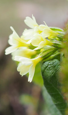 Österreich, Hohe Schlüsselblume, Primula eliator