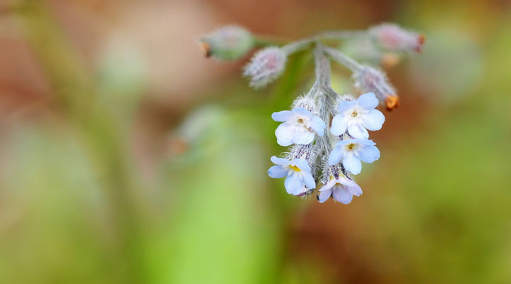 Kroatien, Vergißmeinnicht, Myosotis