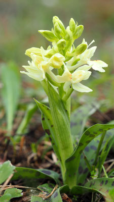 Orchis provincialis, Provence Knabenkraut, Rhodos