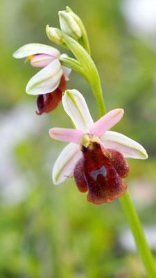 Ophrys argolica ssp. lucis, Licht Ragwurz, Rhodos