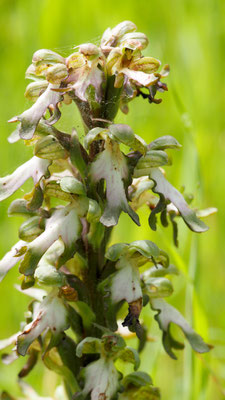 Himantoglossum robertianum, Riesen-Knabenkraut, Samos