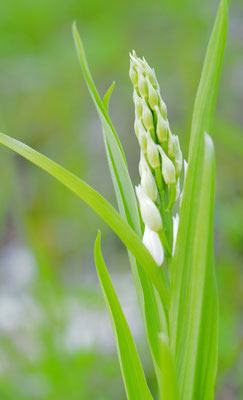 Cephalanthera longifolia, Schwertblatt-Waldvöglein, Kärnten