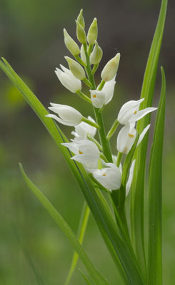 Cephalanthera longifolia, Schwertblatt-Waldvöglein, Kärnten