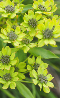 Italien, Felsen-Hasenohr, Bupleurum petraeum