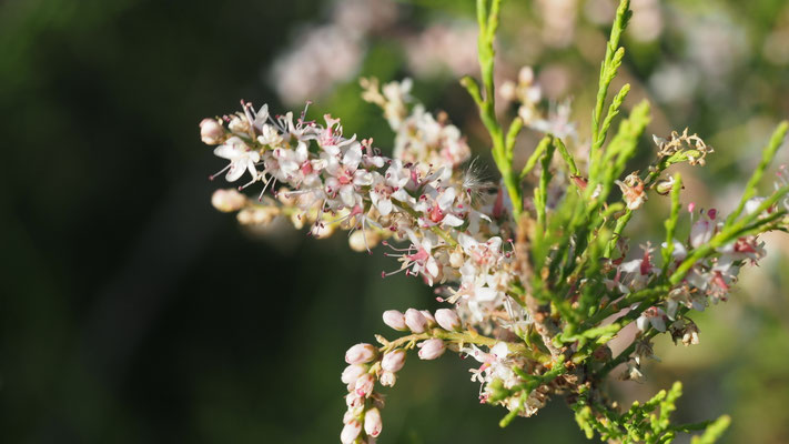 Tamarix parviflora, Frühlings-Tamariske