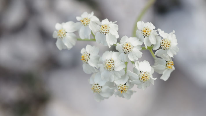 Italien, Bittere Schafgarbe, Achillea clavennae