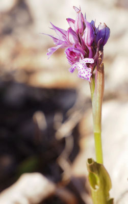Neotinea tridentata, Dreizahn-Keuschständel, Griechenland