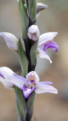 Limodorum abortivum, Violetter Dingel, Samos
