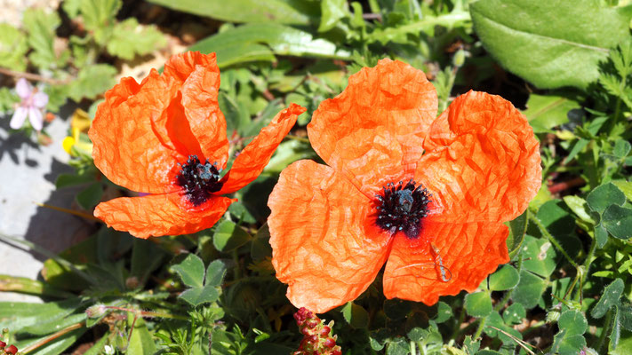 Papaver argemone ssp. nigrotinctum, Schwarzfleck-Sandmohn