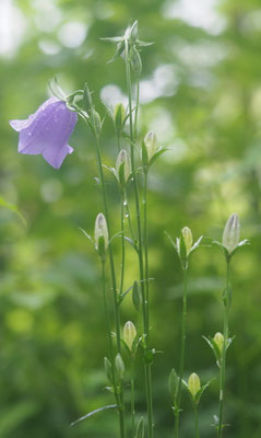 Wald-Glockenblume, Campanula persicifolia