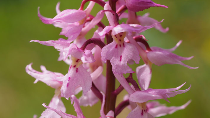 Pracht-Knabenkraut, Orchis mascula ssp. speciosa