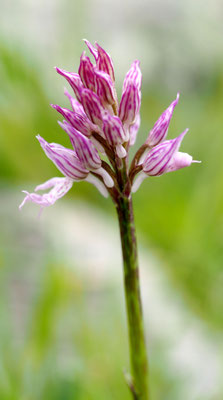 Orchis italica, Italienisches Knabenkraut, Rhodos