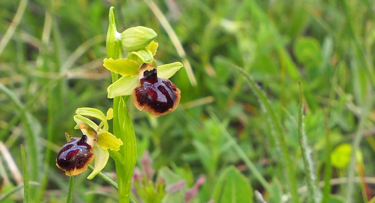 Gargano-Ragwurz, Ophrys garganica ssp. passionis (Italien)