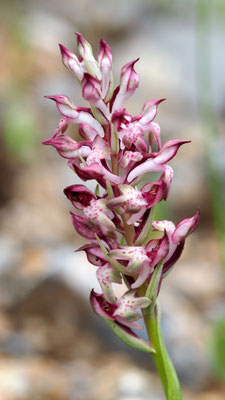 Anacamptis coriophora ssp. fragrans, Wohlriechendes Wanzen-Knabenkraut, Samos