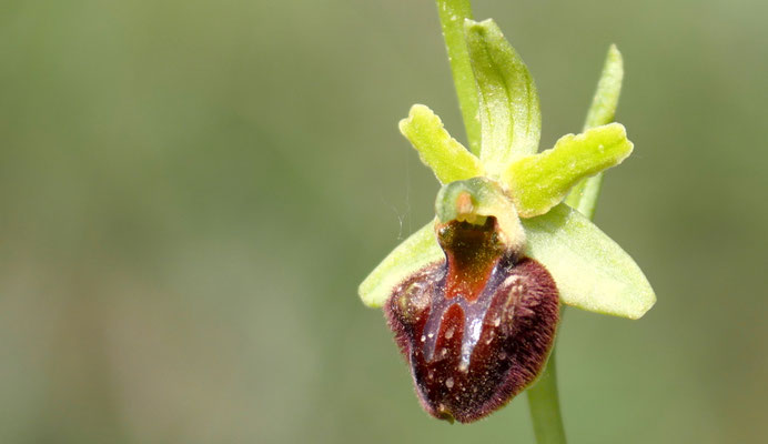 Spinnen-Ragwurz, Ophrys sphegodes var. classica (Italien)