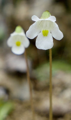 Österreich, Alpen-Fettkraut, Pinguicula alpina