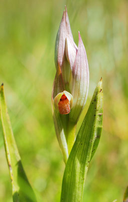 Serapias parviflora, Kleinblütiger Zungenstendel, Griechenland