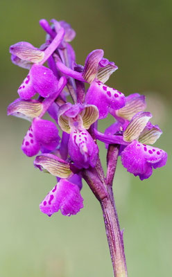 Anacamptis morio, Klein-Hundswurz, Kärnten