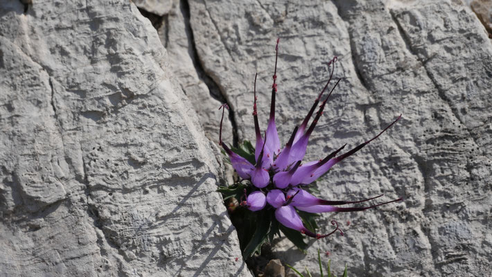 Italien, Schopfteufelskralle, Physoplexis comosa