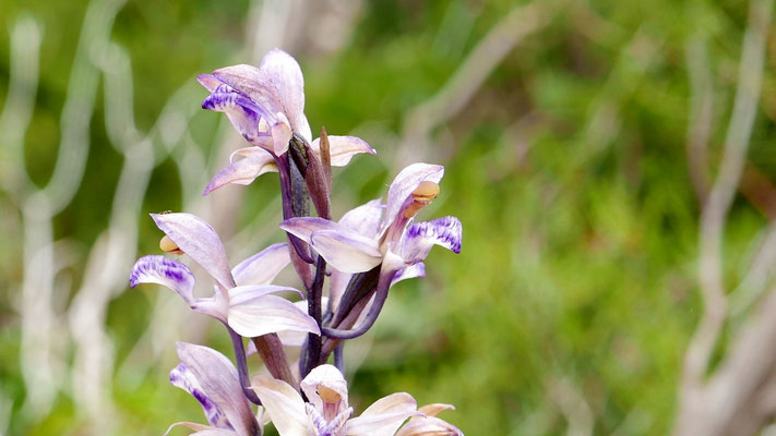 Violetter Dingel, Limodorum abortivum (Kroatien)
