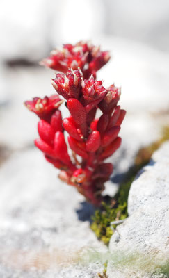 Österreich, Dunkler Mauerpfeffer, Sedum atratum