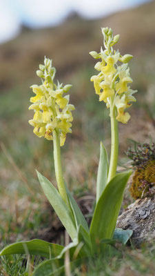 Dactylorhiza sambucina, Holunder-Fingerwurz, Oberösterreich