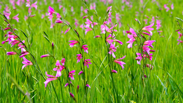  Gladiolus italicus, Italienische Gladiole