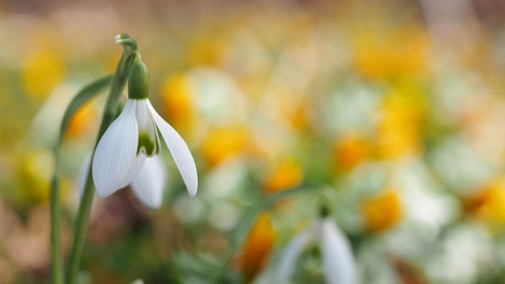 Oberösterreich, Schneeglöckchen, Galanthus nivalis