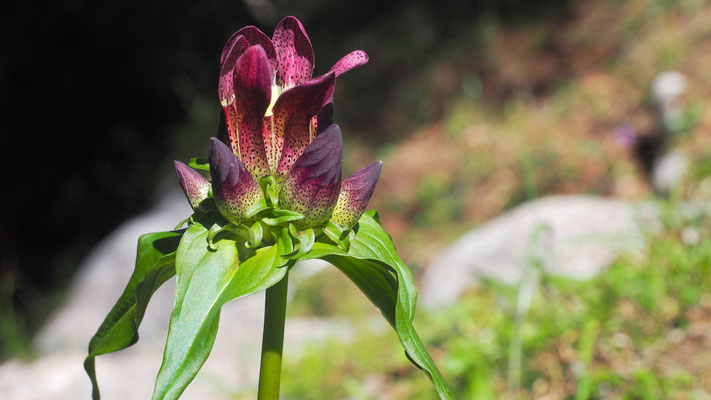 Deutschland, Ostalpen-Enzian oder Pannonischer Enzian, Gentiana pannonica