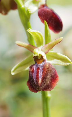 Ophrys...., Ragwurz, Griechenland