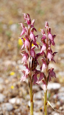 Anacamptis sancta, Heiliges Knabenkraut, Chios