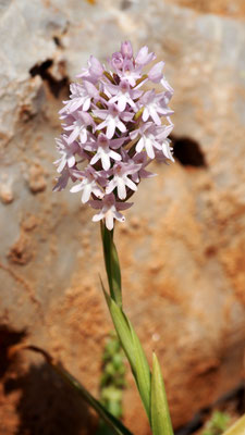 Anacamptis pyramidalis ssp. brachystachys, Kurzährige Pyramiden Hundswurz, Symi