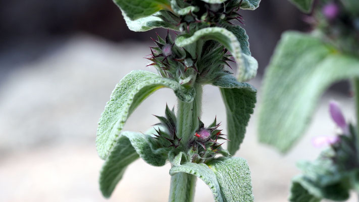 Kroatien, Wollziest, Stachys byzantina