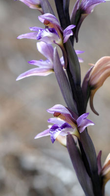 Limodorum abortivum, Violetter Dingel