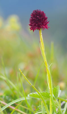 Nigritella austriaca, Österreichisches Kohlröschen, Italien