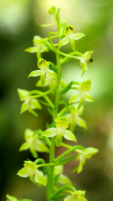 Platanthera holmboei, Holmboes Waldhyazinthe, Türkei