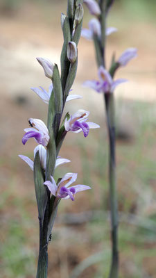Limodorum abortivum, Violetter Dingel, Samos