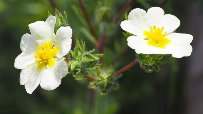 Kroatien, Gewöhnliches Steinfingerkraut, Drymocallis rupestris