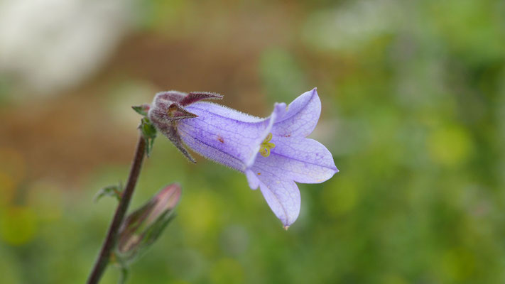 Campanula hagielia, Hagios Glockenblume