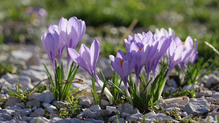 Italien, Krokus, Crocus